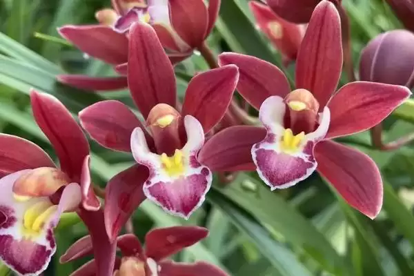 兰花红宝石的品种归属 ,兰花红宝石为什么属于春兰呢?插图1 兰花红宝石的品种归属 ,兰花红宝石为什么属于春兰呢?插图1