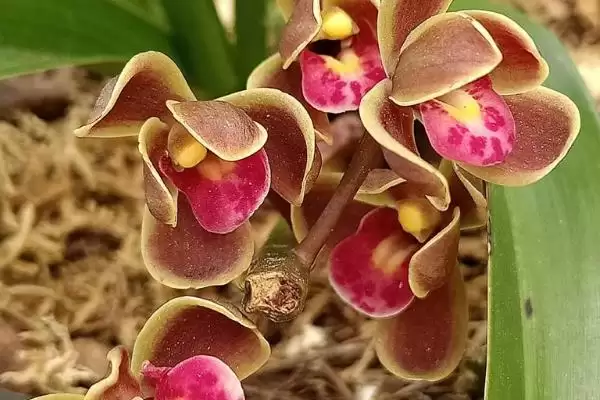 蜜蜂兰的养殖方法有哪些要点呢 ,蜜蜂兰养殖九点到下午四点需遮阴插图2