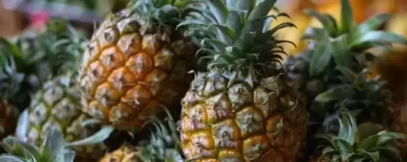 菠萝顶在水中的生长情况 ,将菠萝顶放水中能否生长结果-会东网