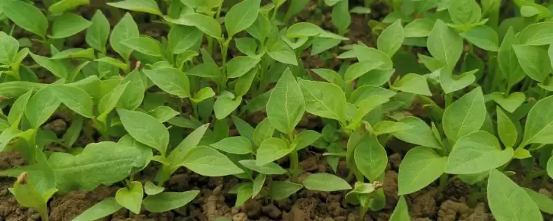 辣椒苗的价格范围 ,辣椒苗一株的价格是多少左右呢?-会东网