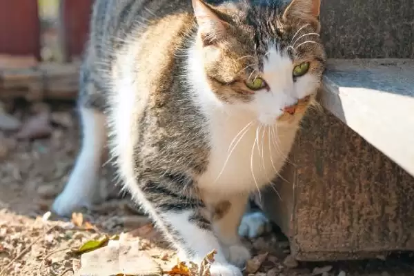 图片[2]-猫一般会有几个脚趾头呢 ,猫一般有十八个脚趾是常见情况-会东网