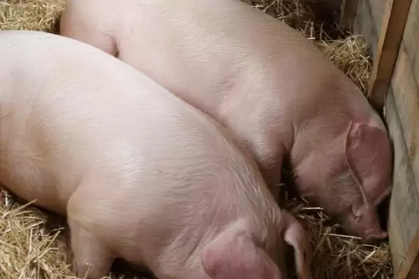 选择猪发烧快速退烧药的方法和重点?养猪要做好哪些用药选择细节?插图1 选择猪发烧快速退烧药的方法和重点?养猪要做好哪些用药选择细节?插图1