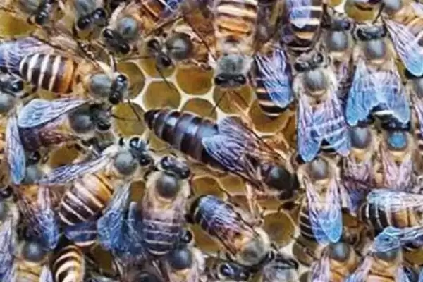 图片[4]-网上买的蜂王靠不靠谱，关键看商家-会东网