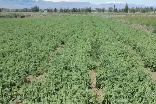 图片[4]-豌豆的种植方法？种植豌豆要遵循哪些科学的种植步骤和管理要点？-会东网
