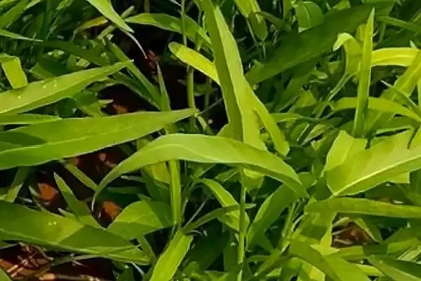 空心菜播种后的浇水方法 ,空心菜天气干燥时浇水频率如何?插图3 空心菜播种后的浇水方法 ,空心菜天气干燥时浇水频率如何?插图3