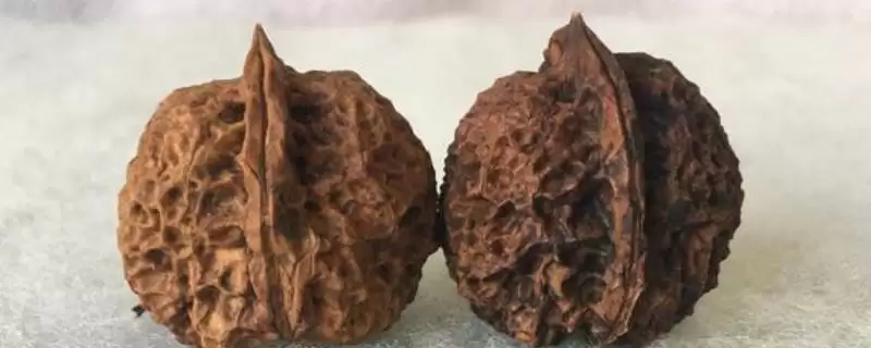 什么是铁核桃？认识铁核桃要了解哪些关键的果实特性和用途？-会东网