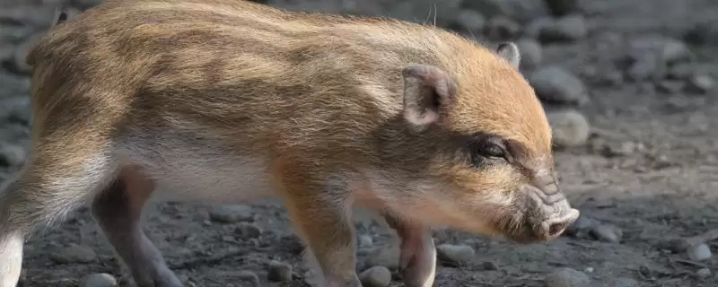 掌握特种野猪养殖特点的方法和重点?养猪要做好哪些特色养殖细节?-会东网