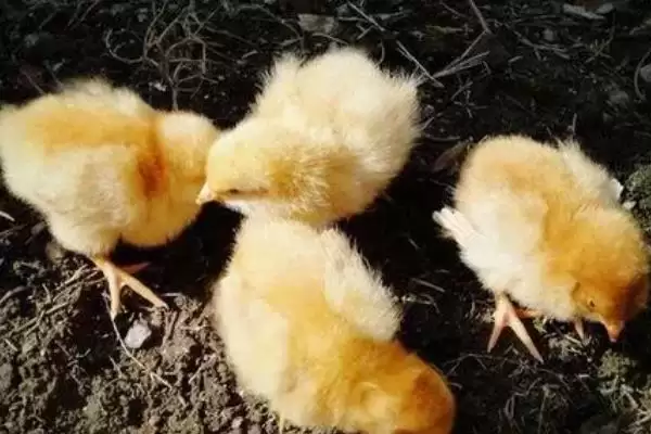 探究小鸡养不活原因的方法和重点?养鸡要做好哪些养殖失败分析?插图1 探究小鸡养不活原因的方法和重点?养鸡要做好哪些养殖失败分析?插图1