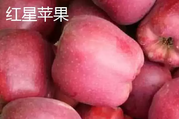 常见的苹果品种，红富士、金帅、红将军等品种较常见插图2