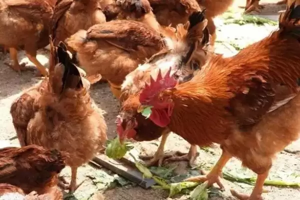 治疗鸡传染性鼻炎的方法和重点?养鸡要做好哪些疫病治疗?插图1 治疗鸡传染性鼻炎的方法和重点?养鸡要做好哪些疫病治疗?插图1