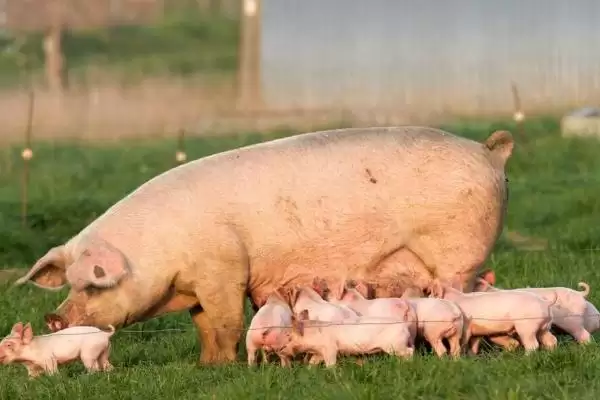 母猪子宫炎有哪些表现症状呢,母猪子宫炎分急性与慢性子宫内膜炎症状插图3