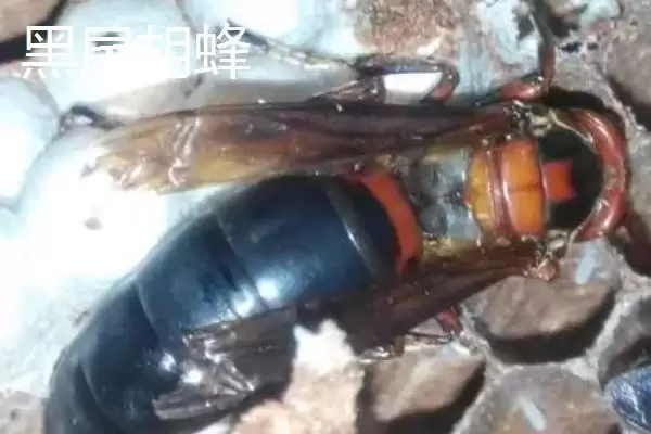 图片[5]-毒蜂的种类，常见以下10种-会东网