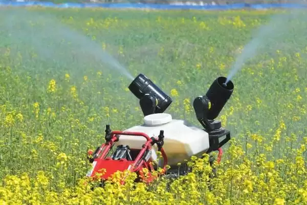 油菜叶色不正常的原因和解决方法,不同原因导致解决方法不同插图3 油菜叶色不正常的原因和解决方法,不同原因导致解决方法不同插图3