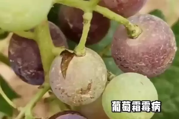 葡萄白粉病症状及防治：叶片卷缩、叶脉变黑的应对方法插图5