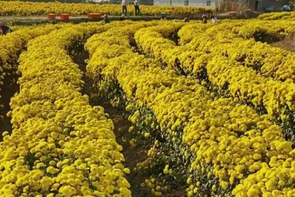 菊花的浇水原则 ,给菊花浇水为何要浇透且不积水呢？插图3