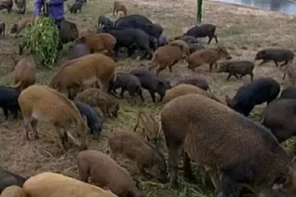 预防野猪养殖疾病的方法和重点?养猪要做好哪些预防细节?插图3 预防野猪养殖疾病的方法和重点?养猪要做好哪些预防细节?插图3