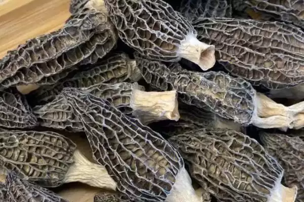 图片[2]-农村珍稀食用菌品种探秘：5种前景大好的种植选择-会东网