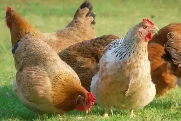 知悉蜈蚣惧怕对象的方法和重点?养鸡要做好哪些蜈蚣防治关联?插图4 知悉蜈蚣惧怕对象的方法和重点?养鸡要做好哪些蜈蚣防治关联?插图4