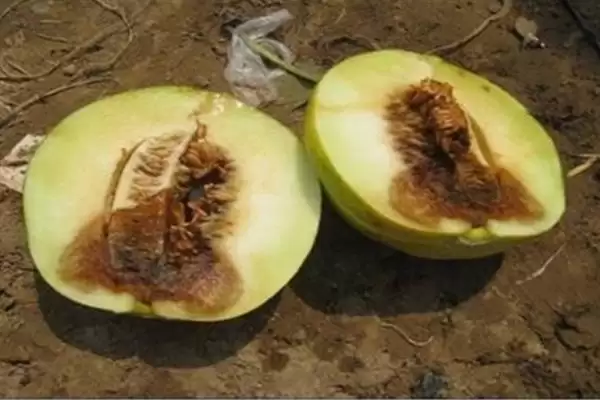 种植甜瓜防治烂瓜有啥方法和重点？种甜瓜要做好哪些细节？插图6