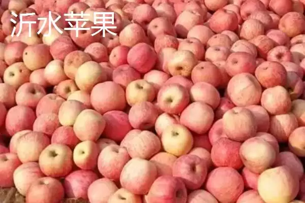 山东临沂市的特色水果,包括蒙阴蜜桃、大店草莓、蒙阴苹果等品种插图4 山东临沂市的特色水果,包括蒙阴蜜桃、大店草莓、蒙阴苹果等品种插图4