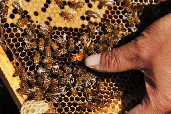 蜂王网购回来后如何介王，关入介王器中并喷洒蜂蜜水、待蜂群接受蜂王后再释放插图3