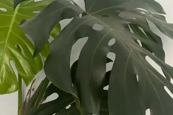 有哪些适合寝室养的植物，可以养绿萝、苹果竹芋等插图3