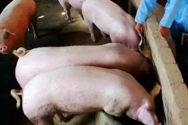 选择猪拉稀快速痊愈药物的方法和重点？养猪要做好哪些用药治疗细节？插图3