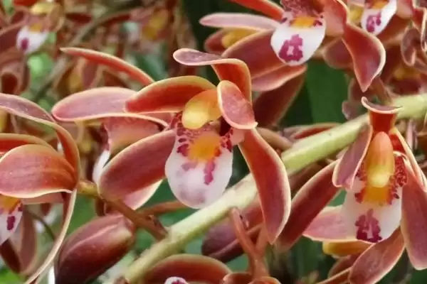 蜜蜂兰的养殖方法有哪些要点呢 ,蜜蜂兰养殖九点到下午四点需遮阴插图3