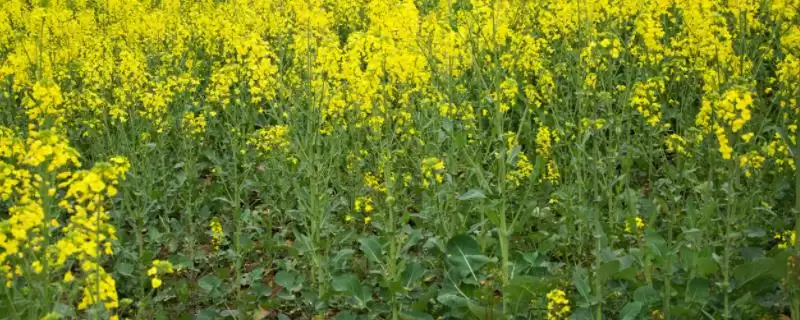 油菜越冬期间如何保苗，适当培土可避免植株倒伏-会东网