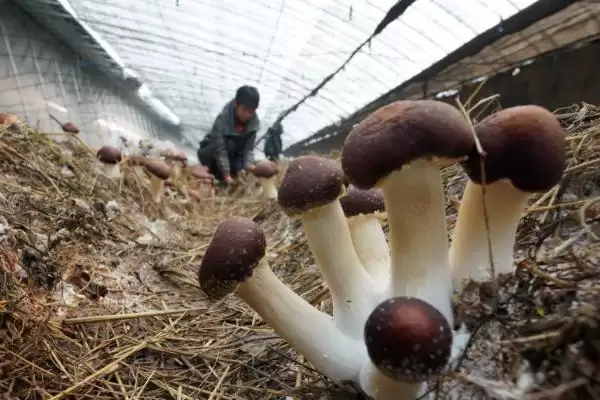 图片[4]-食用菌采收技术要点？采收食用菌要掌握哪些关键的技术要点和方法？-会东网
