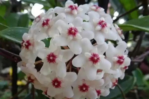 球兰养殖技巧与注意事项：“见干见湿”浇水原则要点插图2