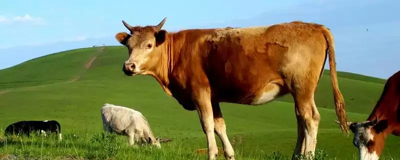 肉牛和奶牛的区别？区分肉牛和奶牛要关注哪些核心的差异点？-会东网