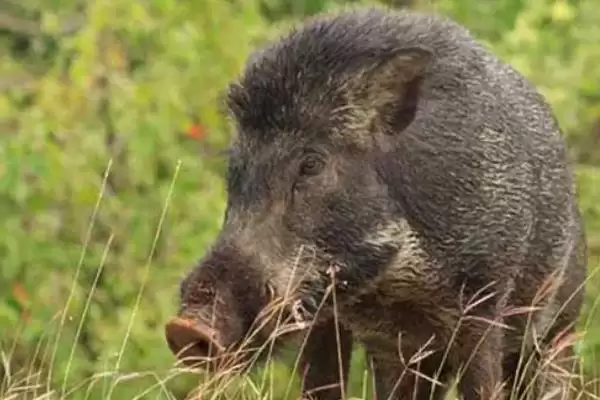 掌握特种野猪养殖特点的方法和重点?养猪要做好哪些特色养殖细节?插图2 掌握特种野猪养殖特点的方法和重点?养猪要做好哪些特色养殖细节?插图2