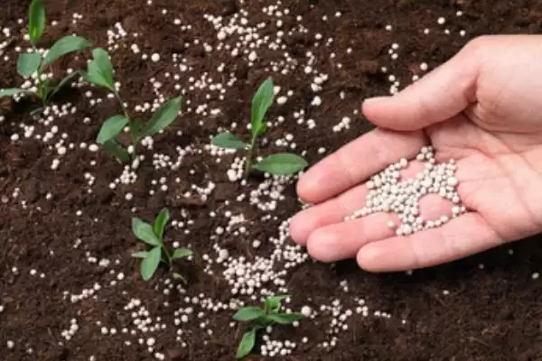 图片[3]-微生物肥料和化肥的关系？了解微生物肥料和化肥关系要知晓哪些作用互补与差异要点？-会东网
