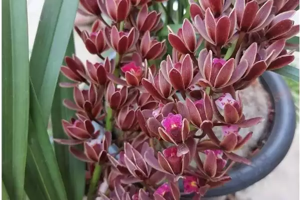 蜜蜂兰的养殖方法有哪些要点呢 ,蜜蜂兰养殖九点到下午四点需遮阴插图1