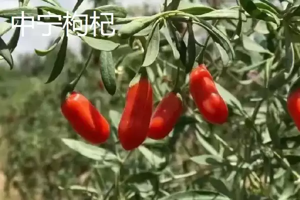 图片[3]-宁夏特产明星：灵武长枣成为中国国家地理标志产品的传奇-会东网