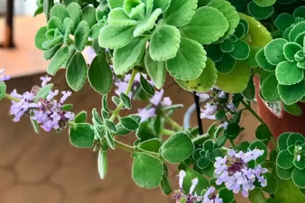 图片[2]-碰碰香开花时间揭秘：夏季开花的美丽时刻-会东网