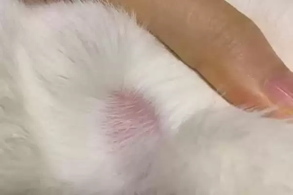 图片[2]-犬猫敌鼠钠中毒症状剖析：身上大块出血的危害及处理-会东网