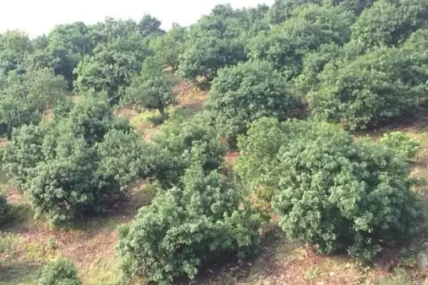 图片[4]-种植杨梅的方法和重点？种植杨梅要做好哪些细节？-会东网