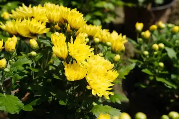 菊花与花序的关系 ,菊花为什么说是一个花序呢?插图3 菊花与花序的关系 ,菊花为什么说是一个花序呢?插图3