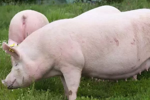 母猪产后一直流血该怎么处理呢,母猪产后一直流血可静脉推射止血敏插图3 母猪产后一直流血该怎么处理呢,母猪产后一直流血可静脉推射止血敏插图3