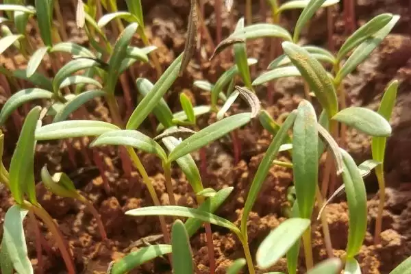 图片[4]-种植波斯菊种子的方法和重点？种植波斯菊种子要做好哪些细节？-会东网