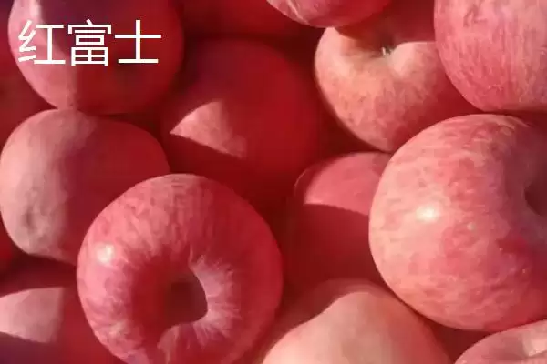 有哪些好吃的苹果新品种,包括福星、瑞雪、蜜脆等种类插图5 有哪些好吃的苹果新品种,包括福星、瑞雪、蜜脆等种类插图5