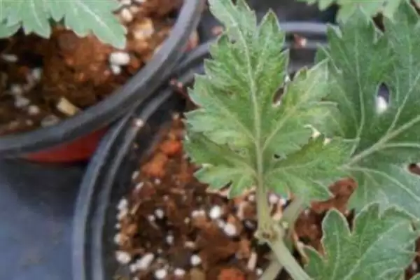 秋季菊花养护秘籍：每天晒光2-3小时的科学依据插图2