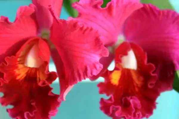 卡特兰的养殖方法 ,卡特兰春芽刚生时如何换盆呢?插图3 卡特兰的养殖方法 ,卡特兰春芽刚生时如何换盆呢?插图3