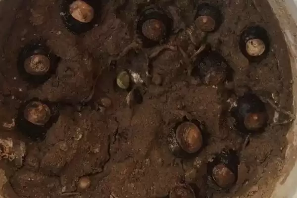 图片[4]-种植龙眼育苗的方法和要点？种植龙眼育苗需掌握哪些步骤？-会东网