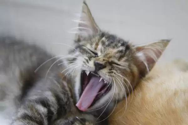 猫打喷嚏的原因是什么 ,哪些因素会导致猫打喷嚏插图2