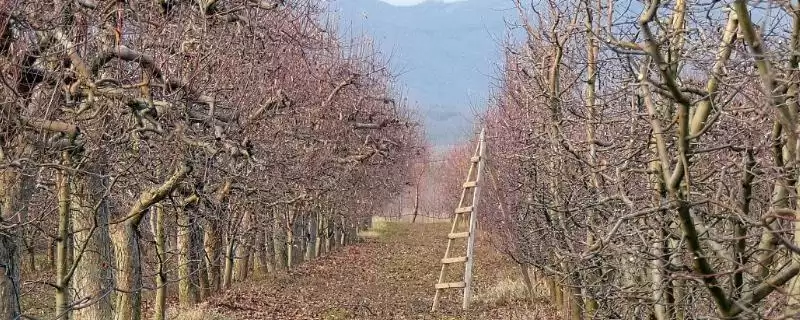 越冬苹果树的病虫害防治方法，要进行一次彻底清园-会东网
