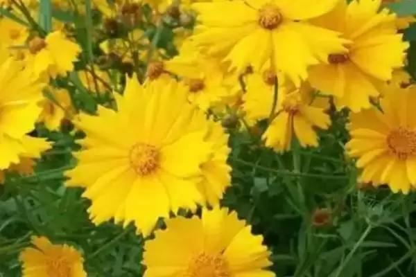 图片[4]-判断院子里能否种菊花的方法和重点？判断院子里能否种菊花要做好哪些细节？-会东网
