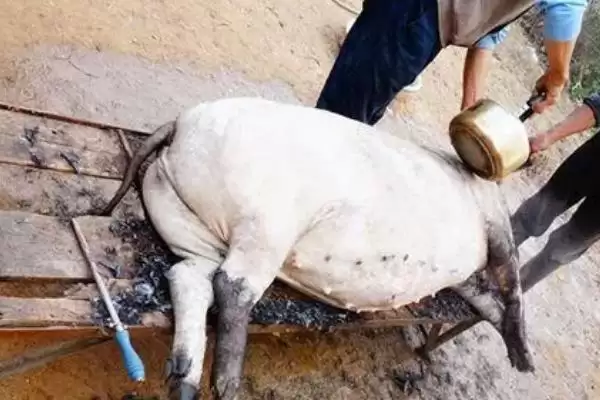 确定猪养殖宰杀时长的方法和重点？养猪要做好哪些养殖效益规划细节？插图3